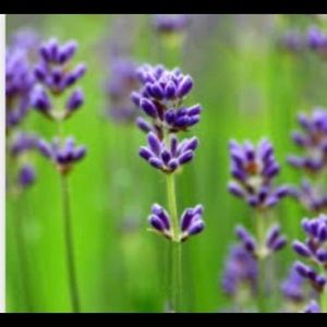 All Organic/Vegan Whipped body butter Lavender